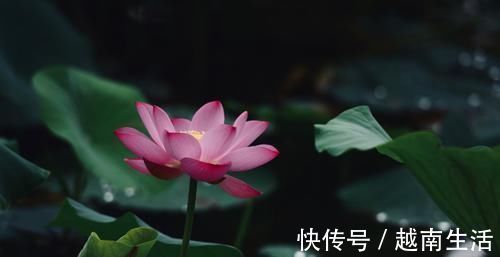 属相|未来半年祥云枝头绕，财运引领各方运势齐发，金运满载的四属相