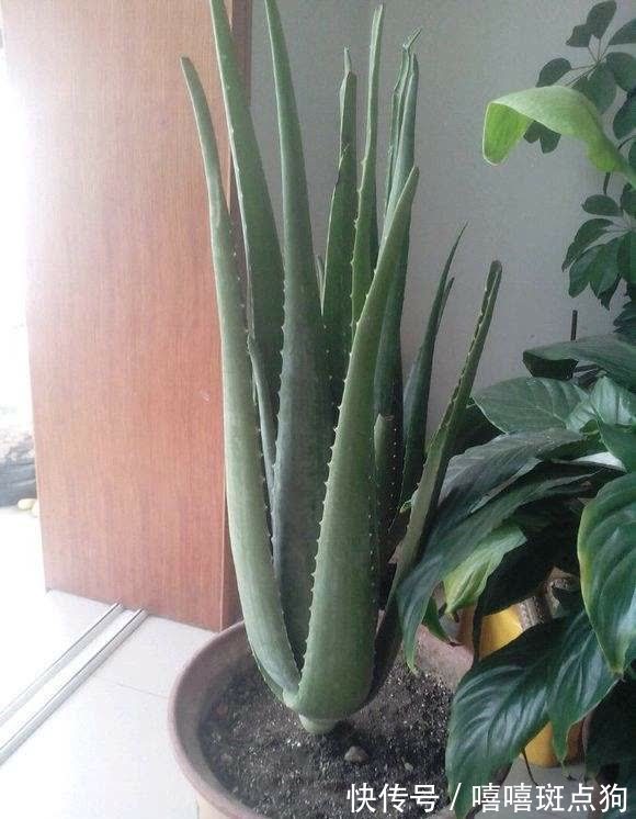 室内想养大盆镇宅花,建议从这10种里面选,听名字就很霸气