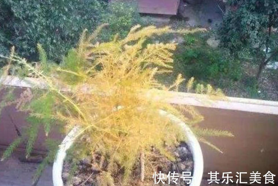三种植物夏天爱黄叶，改善养殖方法，叶片绿，长势好