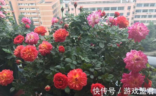 养花试试这款,多种颜色的花朵会在同一株植物上绽放