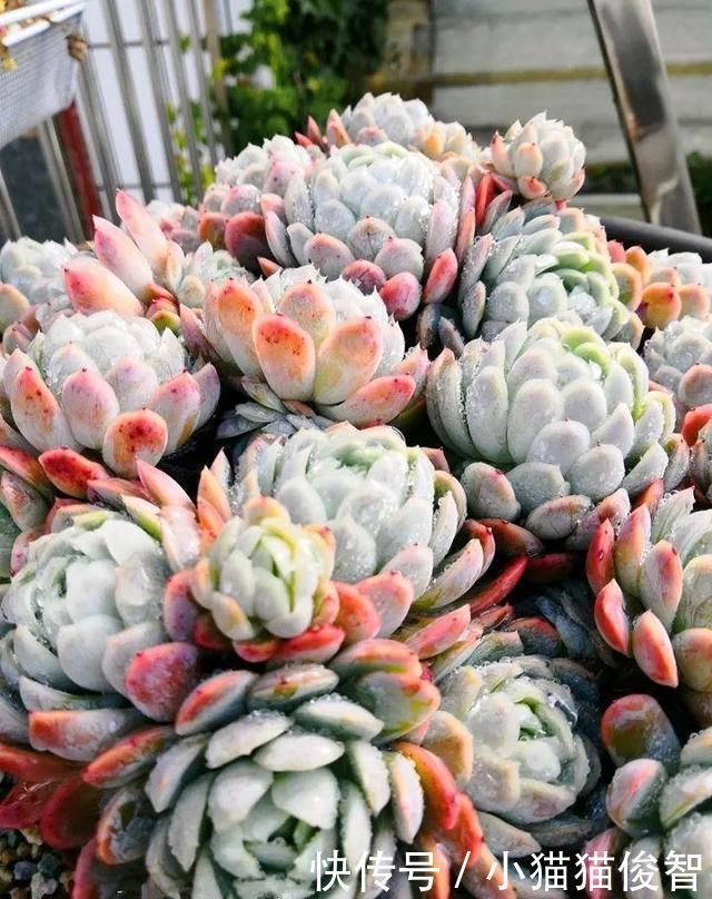 多肉为什么有时候很好养,有时候就养不活