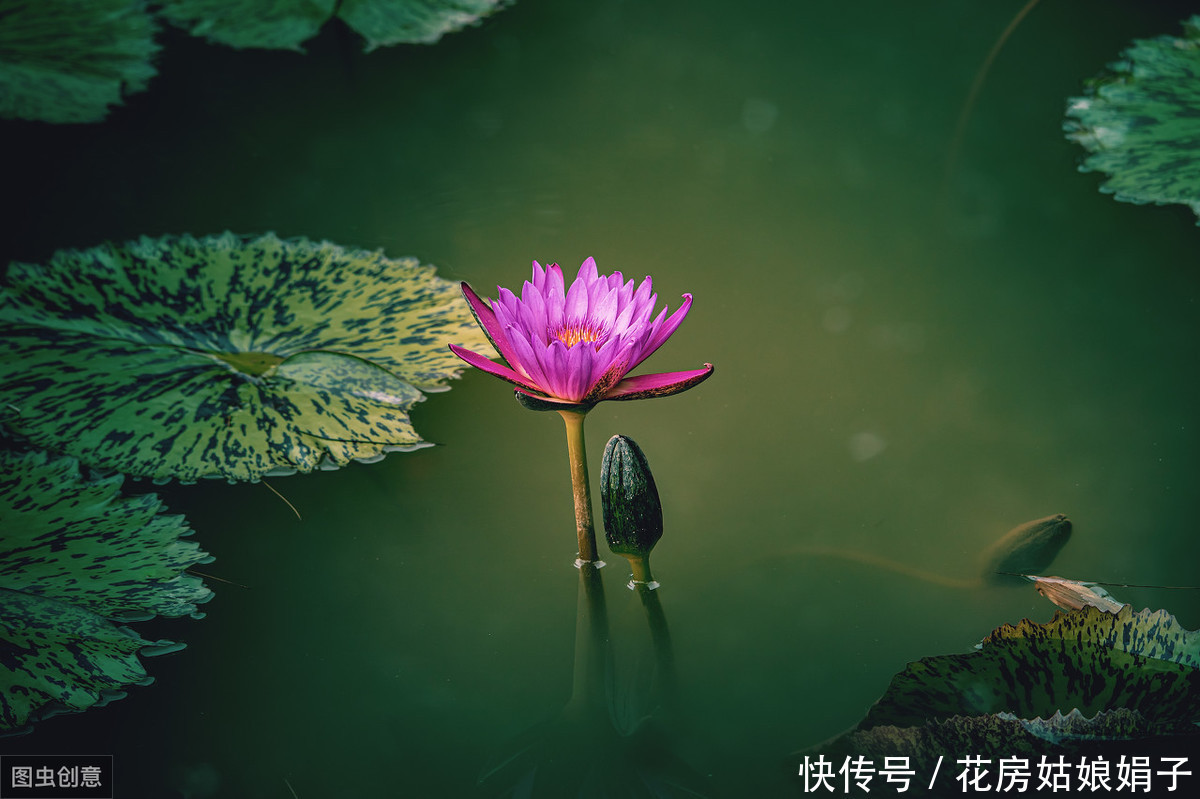 3月栽进水缸的睡莲,掌握4个养殖技巧,才5月初,花就爆缸