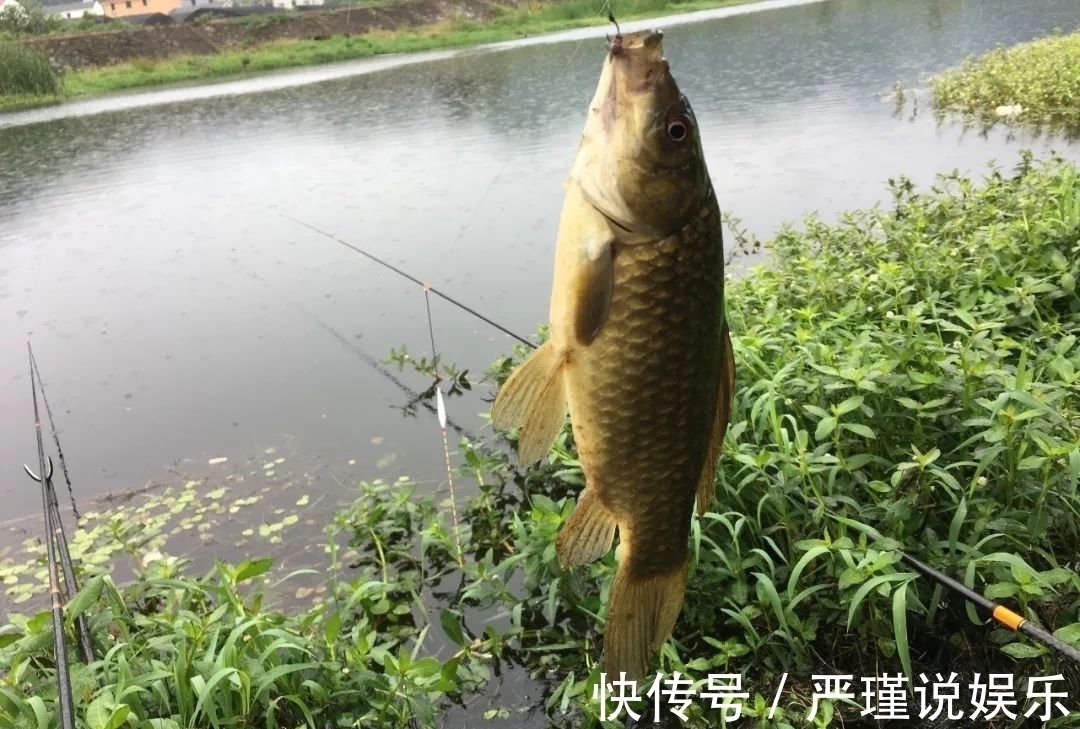 鲤鱼|钓鲫鱼重在“诱”,窝料打太多实属浪费!看老钓友是怎么做的