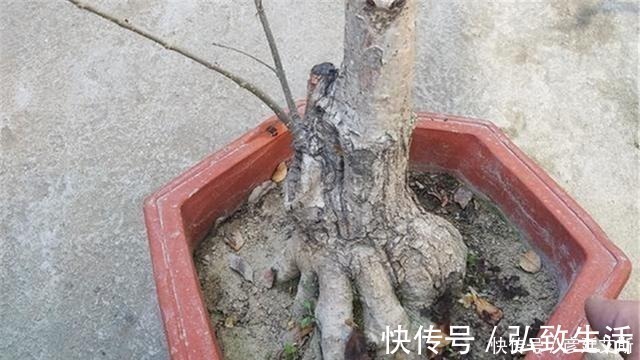 长势|盆景盆树出现了老化，要及时处理避免树桩死亡，方法一分钟看完