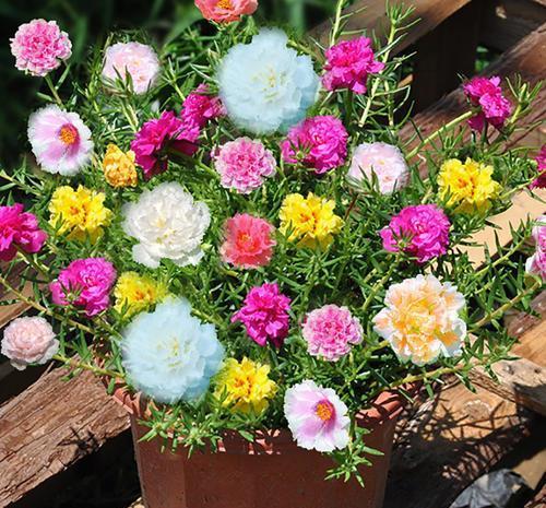 小花园|为了养花种菜,奶奶花160万买了郊区的别墅,3年之后,后悔了