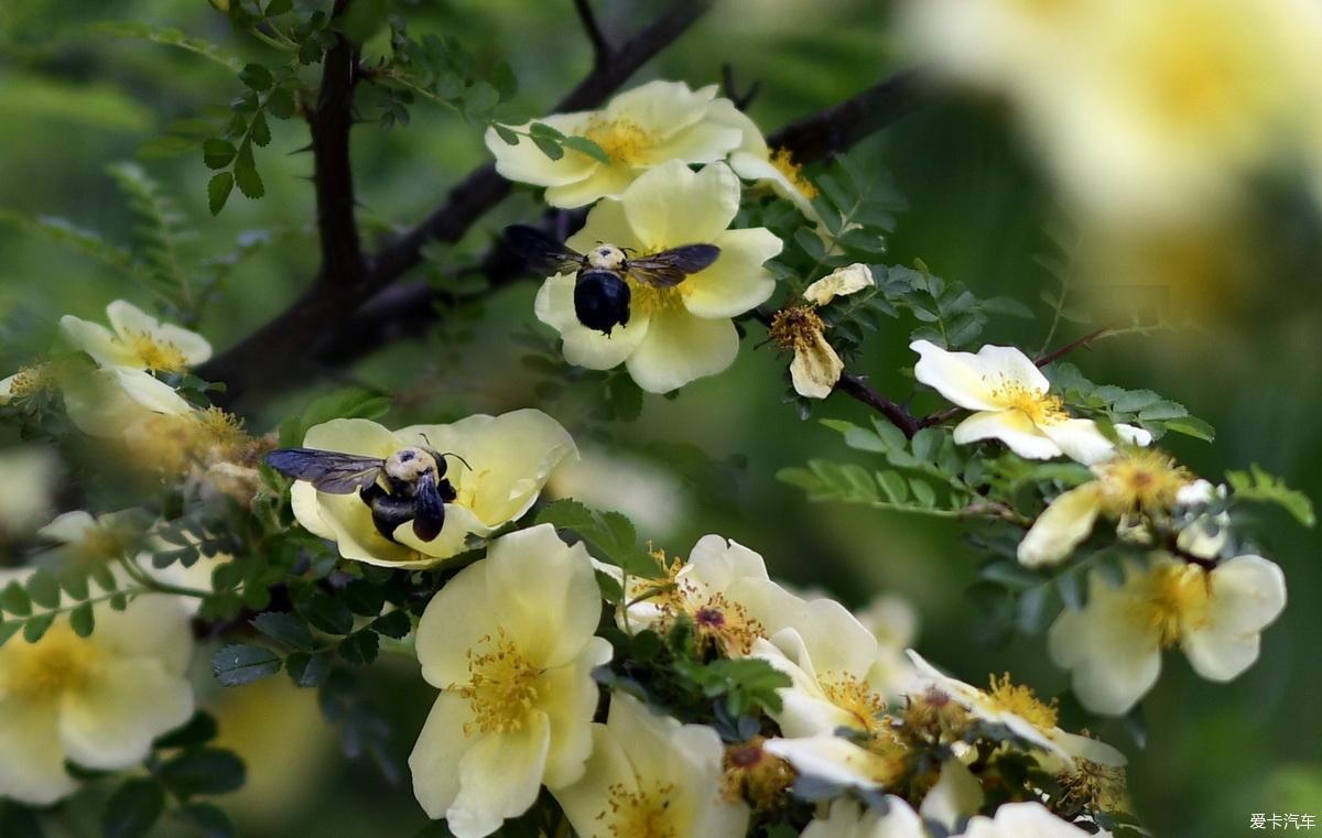 植物园姹紫嫣红是老人聚会的好地方【严建设】