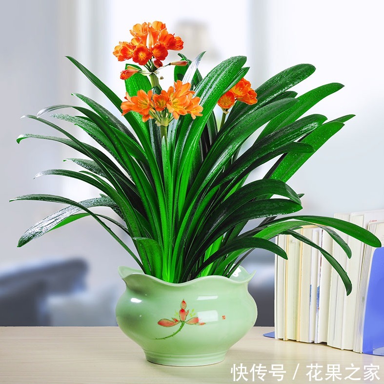 想养|要想养“君子兰”发芽快、年年开花、花期长,四个关键点!