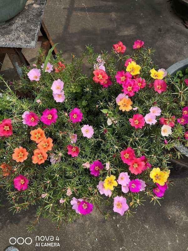 急性子的人就养这4种花，掐个枝条插土里，当年就开花