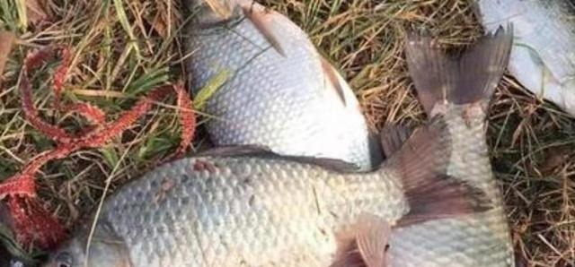 春钓“对付”大板鲫，我就喜欢用这诱鱼套路，比钓草鱼还过瘾