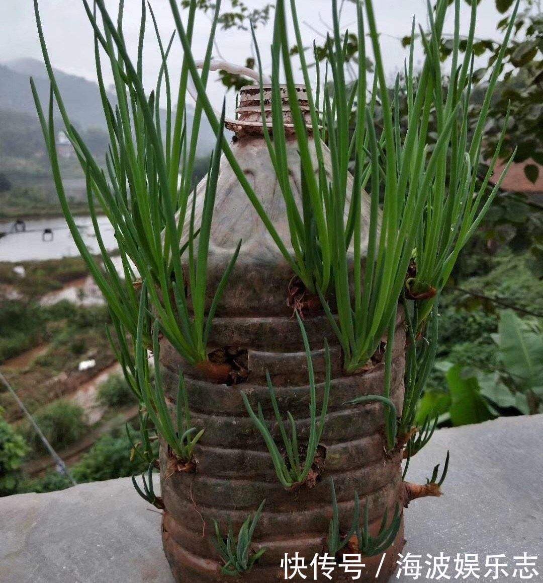 小花|养花不一定要精美的花盆,这几种东西剪一剪,养花创意十足