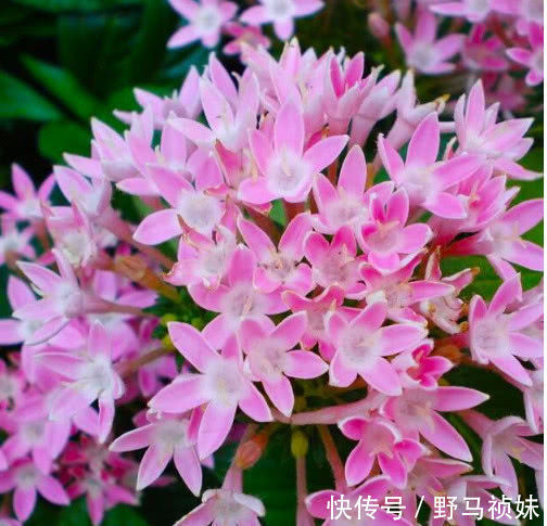 阳台上|喜欢养花,就养这4种花,越晒开花越旺,花市都抢着买