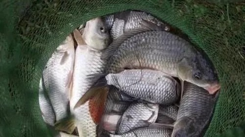 鲫鲤|钓鱼就用3元的花露水做饵料!省钱又高效 别不信用29年从不空军