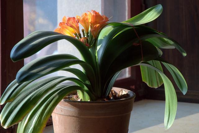 救回来|君子兰烂根“快死了”,别着急扔,一招就能救回来