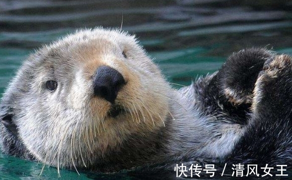猛犸洞|10个冷知识,那些很少有人知道的世界之最