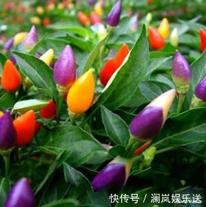 移栽|既好看，又好吃的七彩辣椒，你会错过在你的花盆么