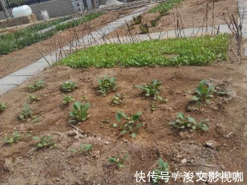 香叶|有一种青菜,味香,非常适合包饺子,今天终于种上了