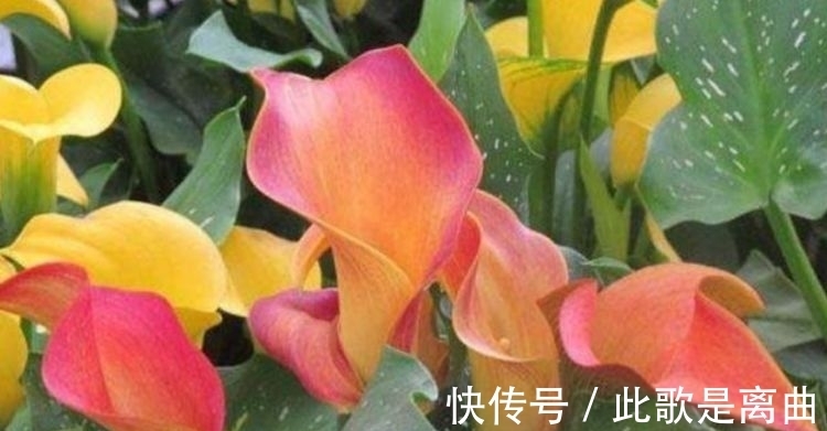 最适合新手养的4种花,花色艳花量大,一开就美爆,养1盆超美!