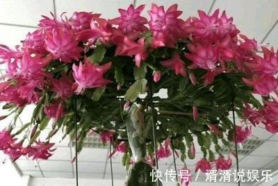 秋天|蟹爪兰度夏“破败不堪”，咔嚓剪一刀，九月满新叶，开花密