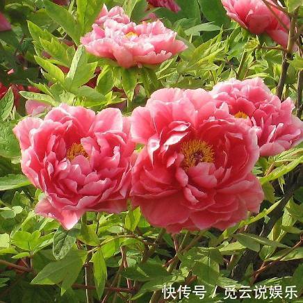 农村|这种花在农村到处都是,却是有钱人最爱养的盆栽,不仅招财还养人