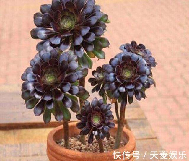 老桩|多肉“黑法师”的一生,从小苗到“假老桩”,半年窜了一米高