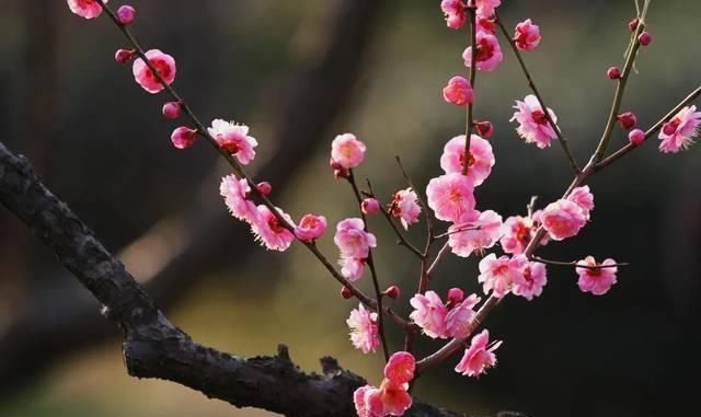 幸福的生活!宋代尼姑访遍名山,偶遇梅花忽然顿悟,留下一首诗,令人醍醐灌顶