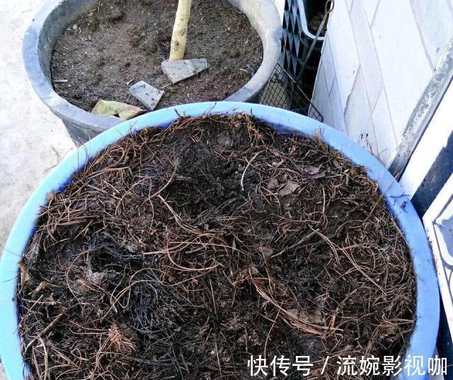 羊粪肥|养花旧土别扔,“3样”东西加一点,土质肥沃,养花特旺,开花多
