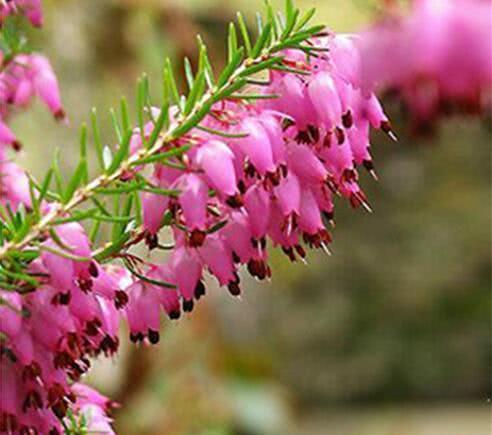 1盆开500朵,这花量大压断枝,一年能开5个月,南北都适合种