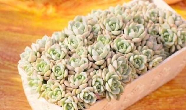 多肉植物|多肉叶插有“新招”,生根成活快,再也不化水,养出状态美美的