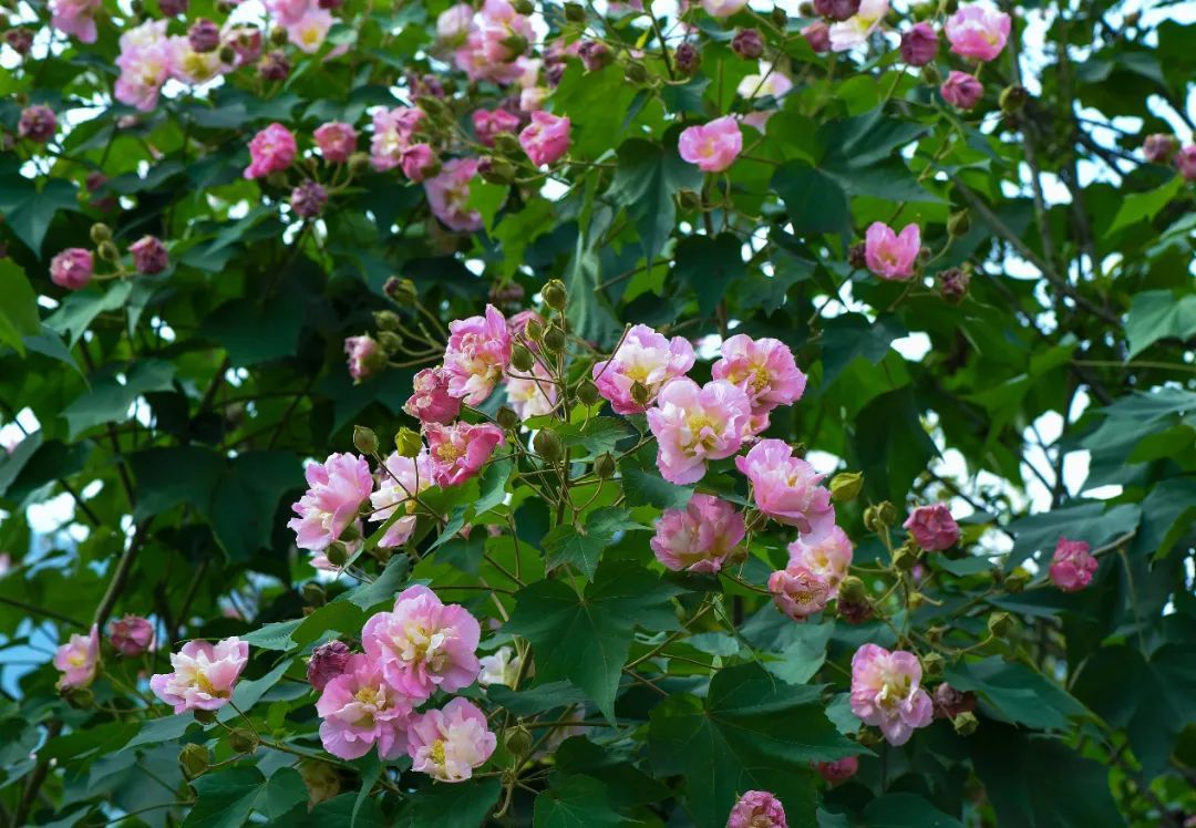 木芙蓉|满园芬芳！保康芙蓉，花色正艳