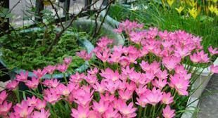 几种皮实又好养的草花,不怕晒不怕热,夏天也能开出小花园