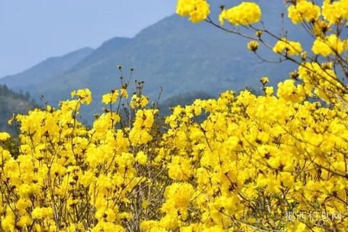 距汤坑1小时车程，壮美花海～仅开10余天，还免费耶