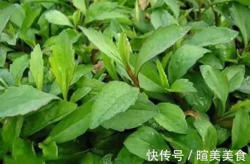 清明节|农村地头用来喂猪的野菜,却可以预防癌症,赶走大肚腩,早食早好