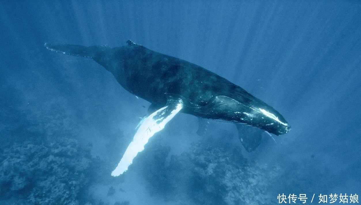 近距离 暖海实拍座头鲸 我们一起近距离接触它们