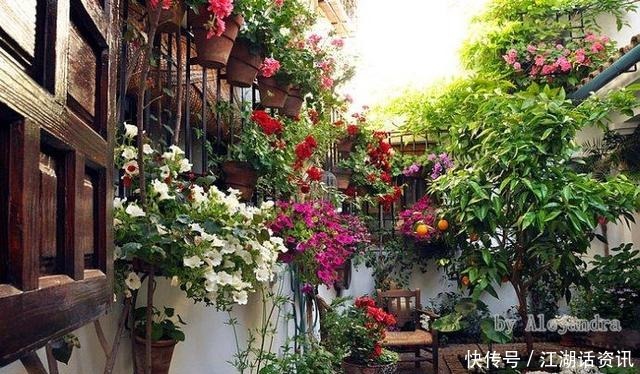 不一样的“庭院花园”,花草都上了墙
