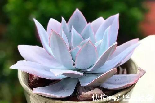 法师|5种大型多肉,小盆养长不好,大盆种长满盆,个头比脸大!