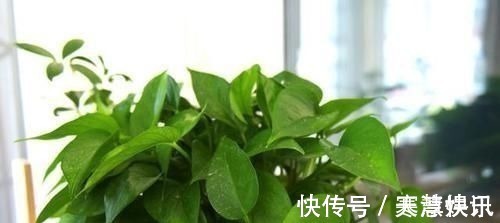 土壤|家庭常备的小苏打:这么养花,好处多多,现在知道也不晚!