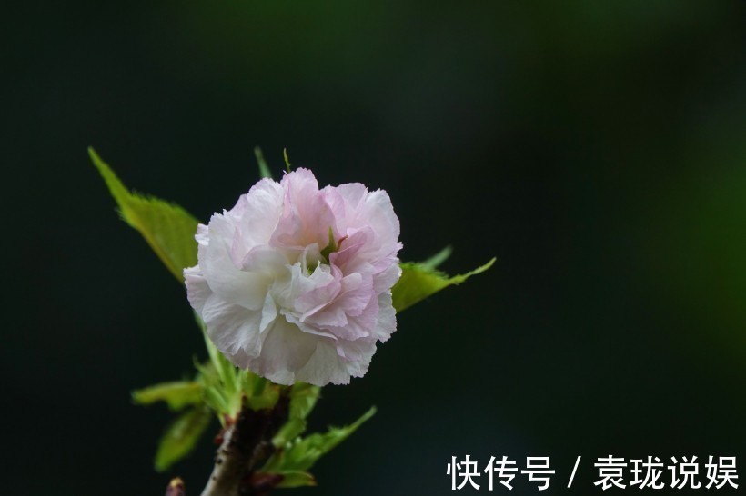 肖女|有苦有泪不轻言的3大生肖女，不想让人看不起，骨子里透露着骄傲