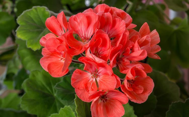 天竺葵|3种花好养易活颜值高，开花爆盆很简单，满树都是花朵