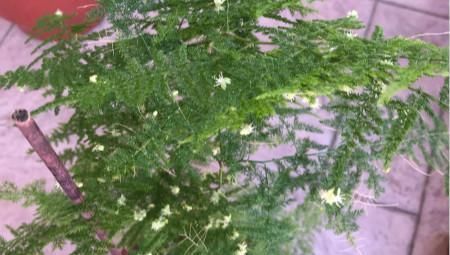 文竹养几盆有讲究吗?专家:养护的五项注意一定要牢记