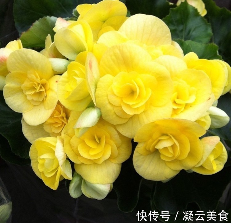 这2种花卉“养不好”教你学会“3招”,花卉顺利生长,开花不断