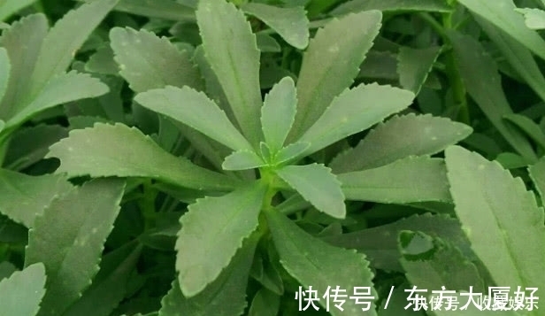 价值|农村田里的这种野草，钙是牛奶3倍，价值很珍贵，你有见过没