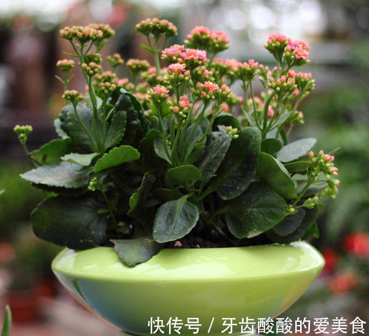 讨人喜欢的长寿花这样养，叶片肥大有光泽，株型丰满开花多