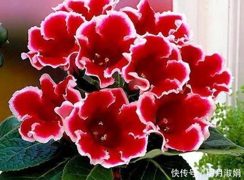 这花繁殖超快,叶子随便切碎,扔盆里就能冒出一堆花,太强悍了