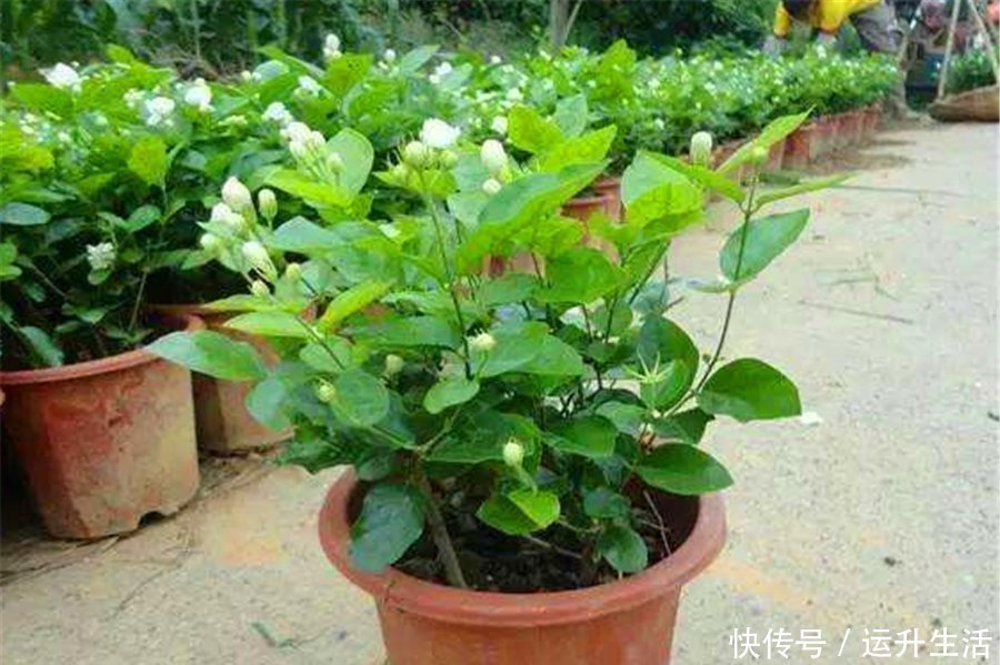 磷酸二氢钾|7月养茉莉花,浇水有讲究,掌握“5个要点”,叶子翠绿开爆盆