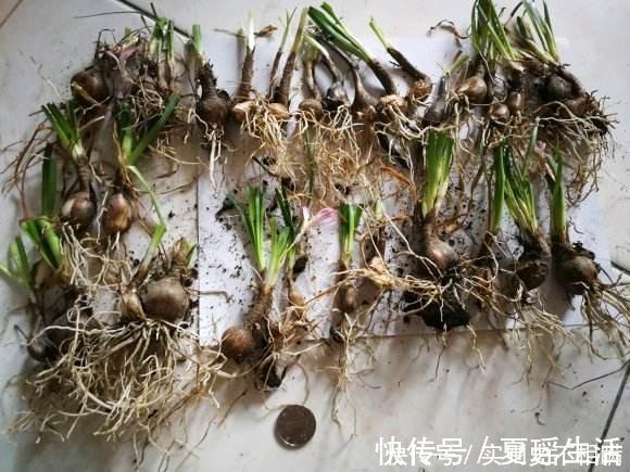 泼辣的“胖美人”10块钱买“一堆”，狂风暴雨后，妖艳花满地