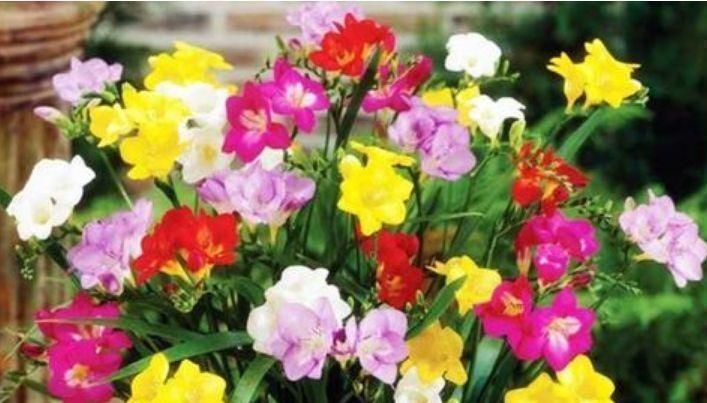 养花就养这几款，名字好听，开更美，开花漂亮上档次！
