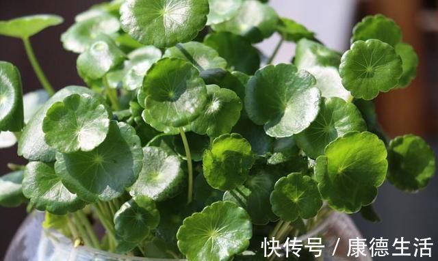 打理|卫生间就养这“4种盆栽”，去异味，吸潮气，养眼好打理