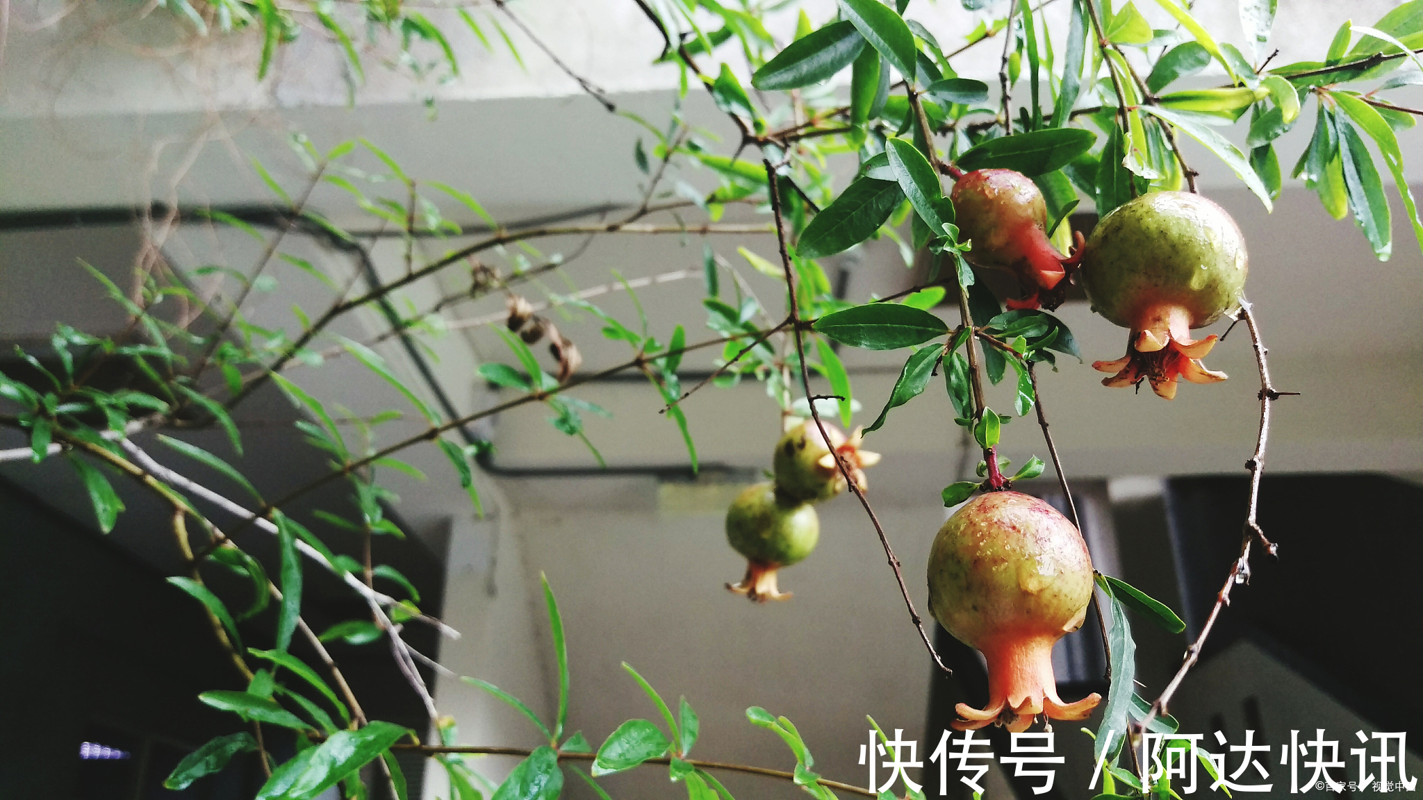 罗汉松|6种“吉祥树”，有地方建议种一棵，能吃能观赏，旺财镇宅样样行