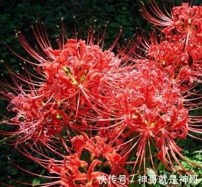 红蓝石蒜 被誉为 地狱之花 花叶千年不见 却是极品药材 粉紫色 红蓝石蒜 被誉为 地狱之花 花叶千年不见 却是极品药材 粉紫色