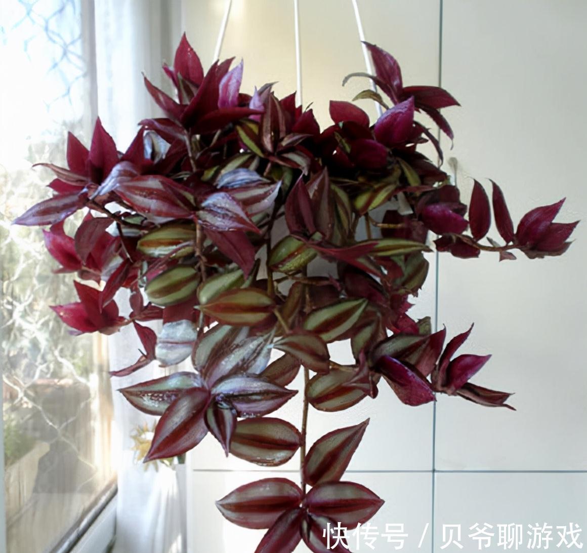 常春藤|9种流行“网红花”,挂起来更漂亮,串串花墙,垂下2米长